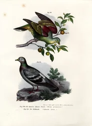 Buru Groene Duif, 1864